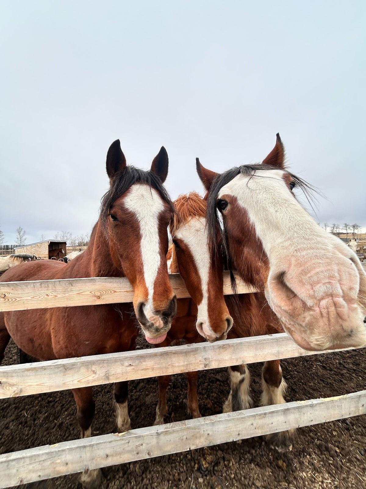 About us – Wild West Ranch Alberta